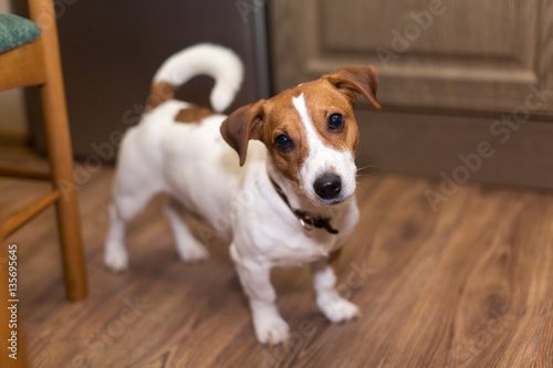 Jack Russell Terrier