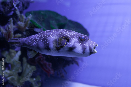 White-spotted puffer. Arothron hispidus