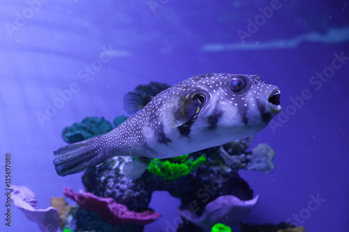 Puffer fish in aquarium. Arothron hispidus