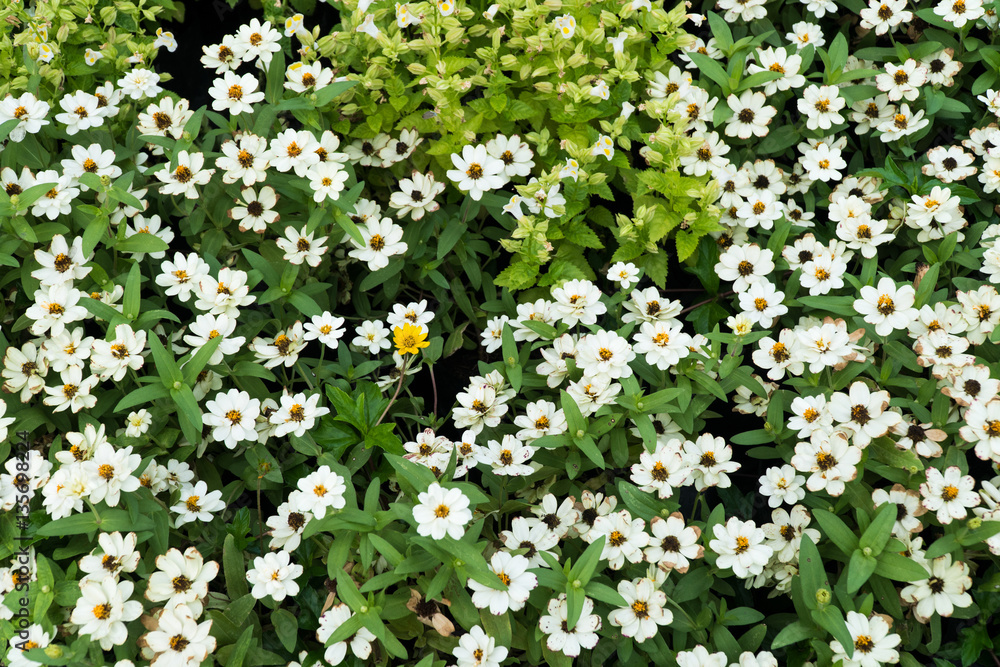 Small white flower on tree in the park Small white flower on tree in the park