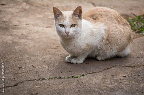 Cute serious orange cat is sitting at home