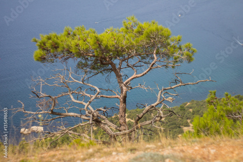 Crimea ,sea ,black sea ,tourist , tourism ,Crimea ,journey ,outdoors,mountain range ,summer  journey ,outdoors    ,sky ,fog ,clouds  ,trees .forest ,summer