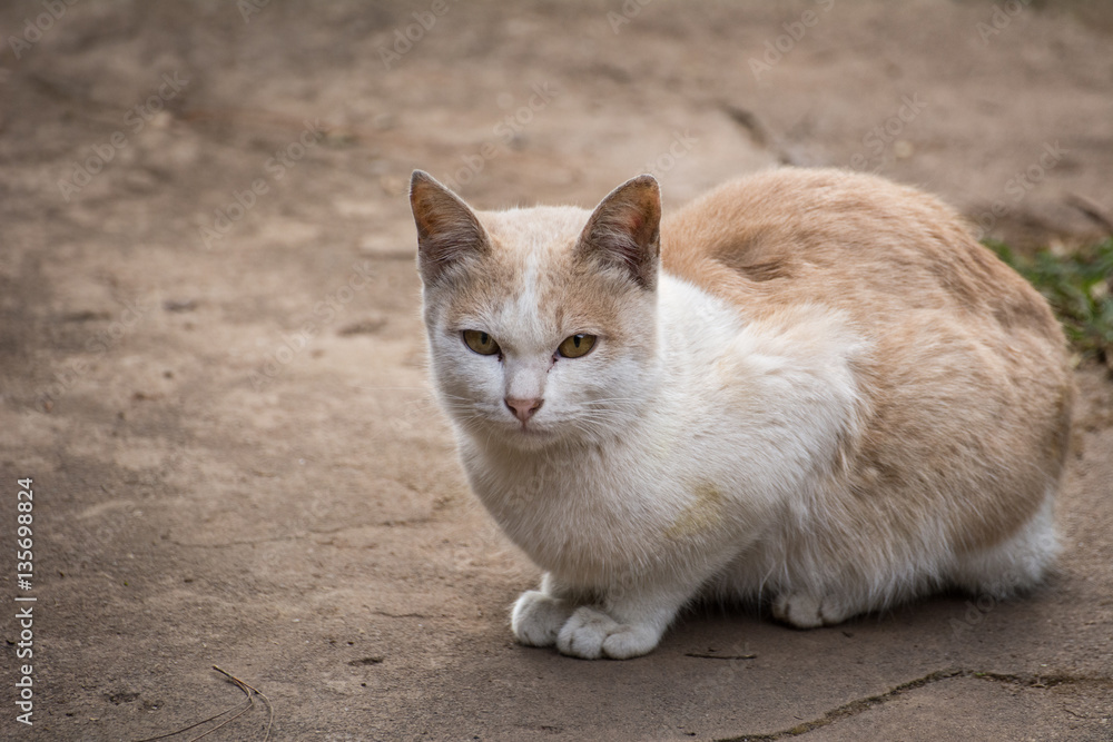 Cute serious orange cat is sitting at home Cute serious orange cat is sitting at home