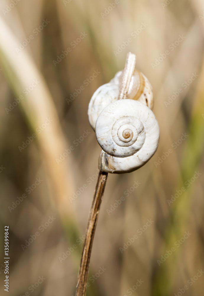 Snail on the grass
