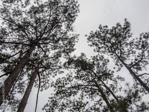 pine tree on blue sky background