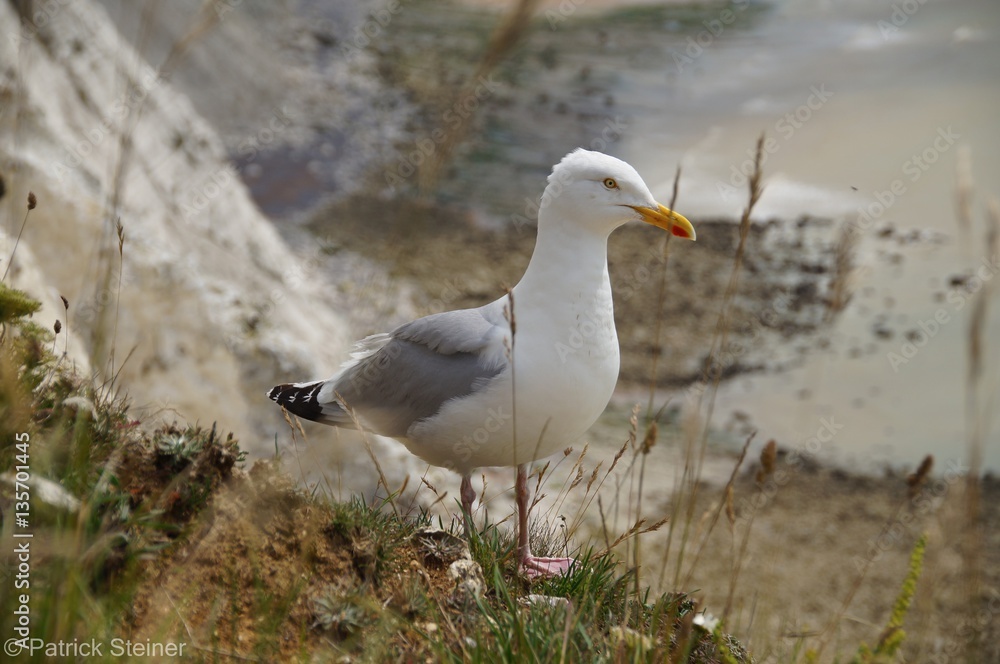 Obraz premium Seagull