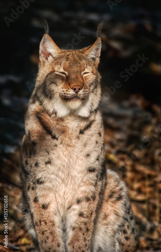 Lynx sits in the sun © sandradombrovsky