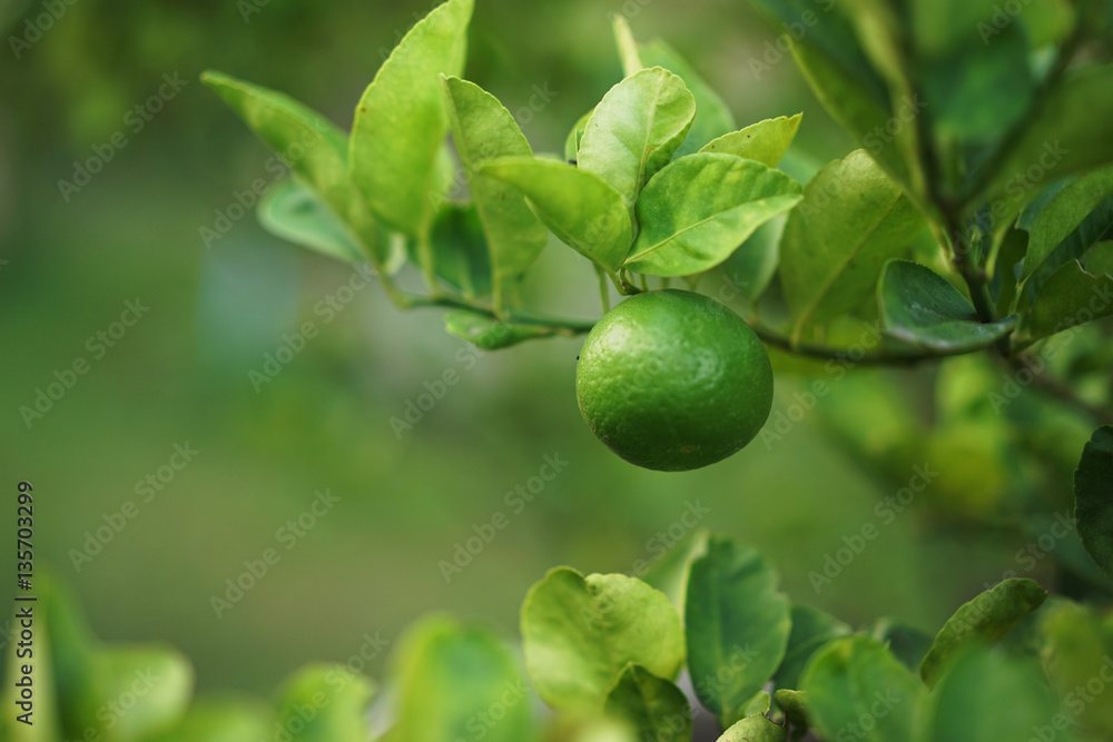 lime hanging on the branch