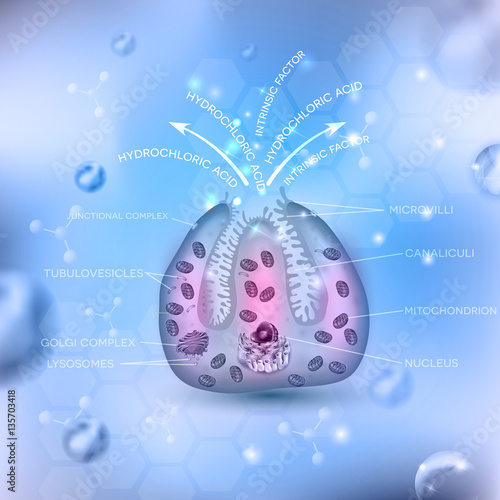 Parietal cell secreting  hydrochloric acid (HCl) and intrinsic factor in the stomach. Located in the stomach wall gastric glands. Beautiful abstract light blue background.