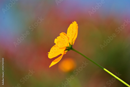 Orange flower with a colorful background