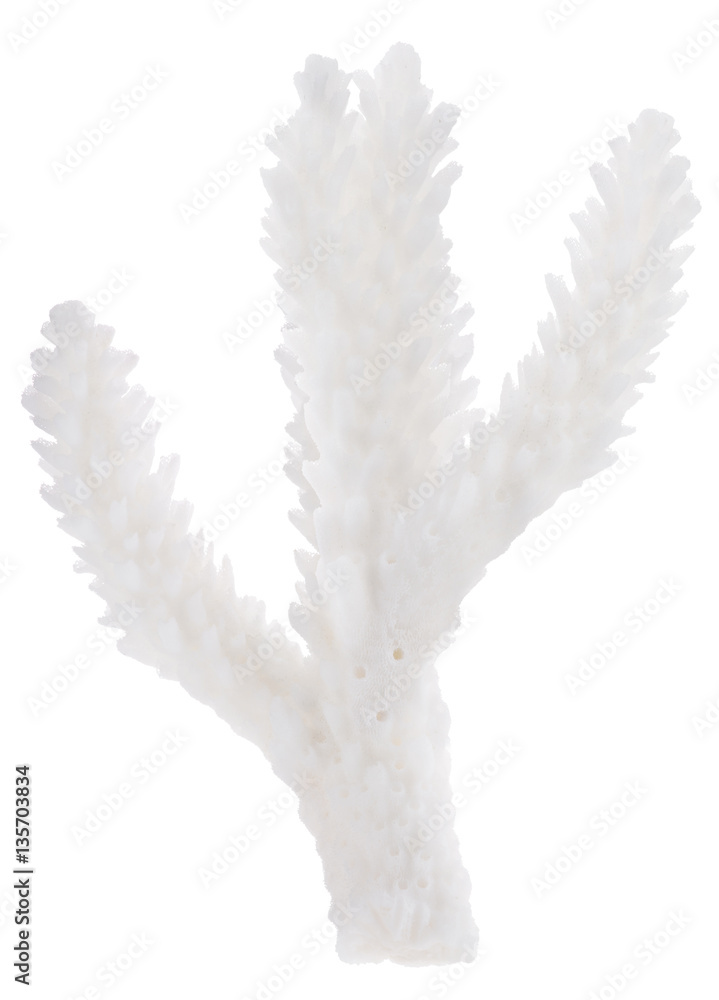 isolated part of white coral branch isolated part of white coral branch