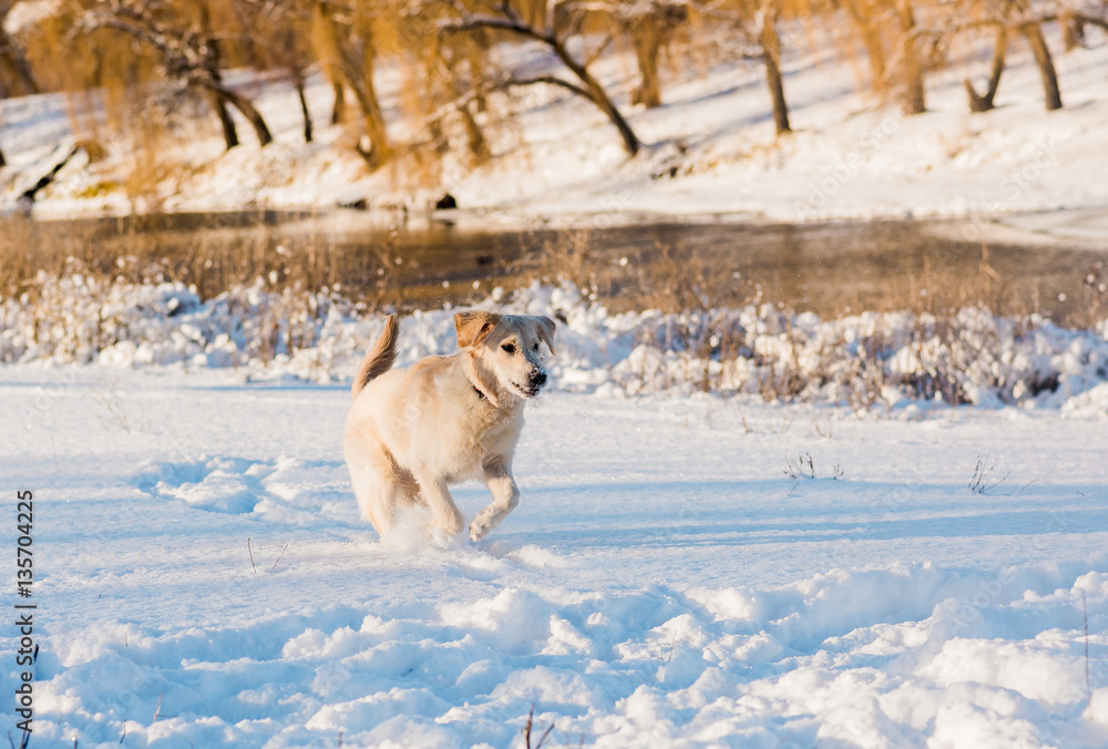 Dog is running in the snow. falling Dog is running in the snow. falling