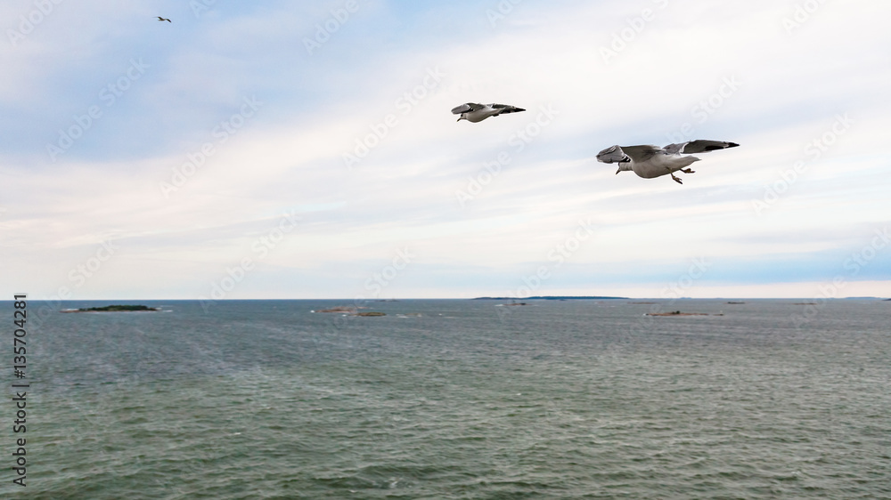 above view of sea mews flying to little island above view of sea mews flying to little island