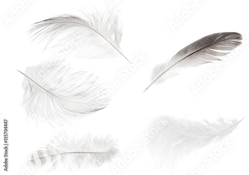 set of five isolated light feathers