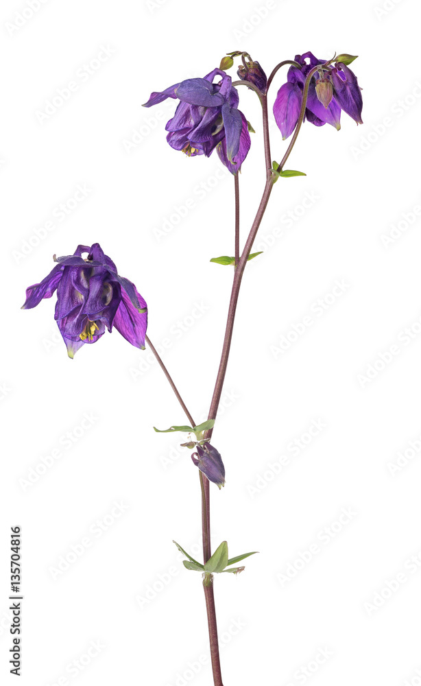 dark lilac isolated garden flower