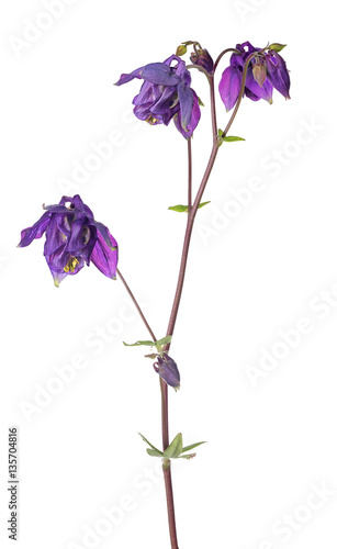 Fototapeta Naklejka Na Ścianę i Meble -  dark lilac isolated garden flower