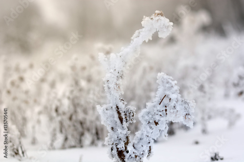Frozen branches covered with snow