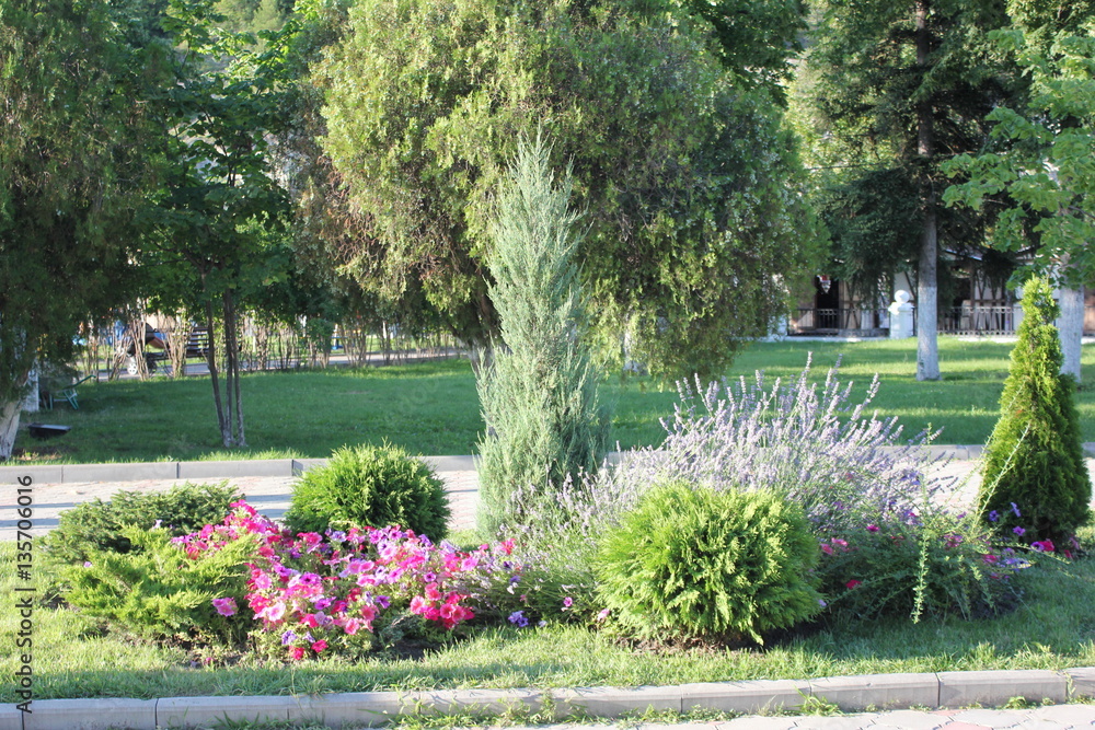 Красивая летняя лужайка с цветами в лесном  парке .
