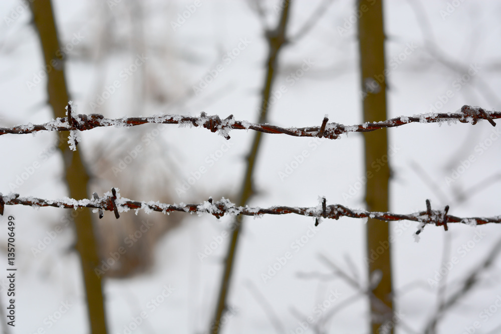 Obraz premium close-up of barbed wire in winter with snow