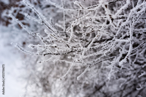 Frozen branch covered with snow © radebg