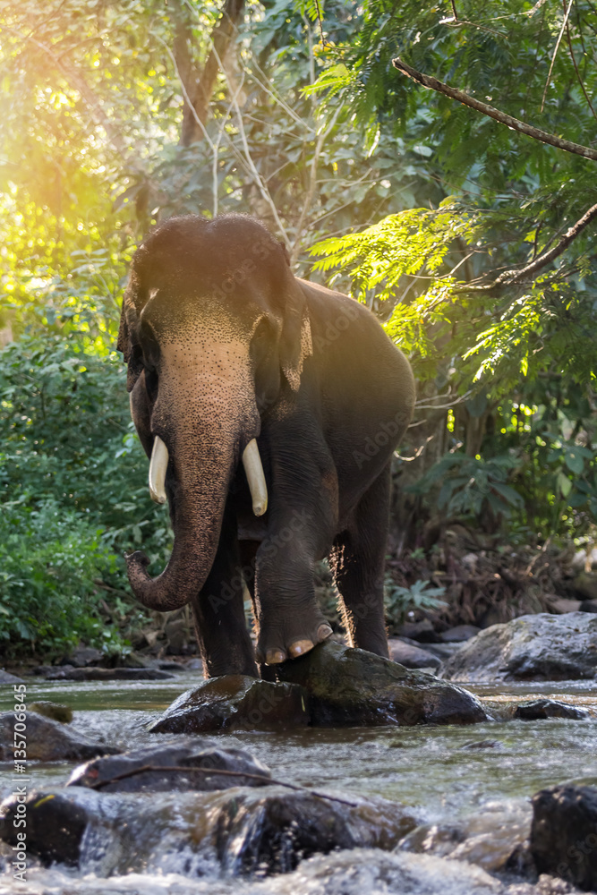 Wild elephant in the river.Image contains grain and noise due to the high ISO