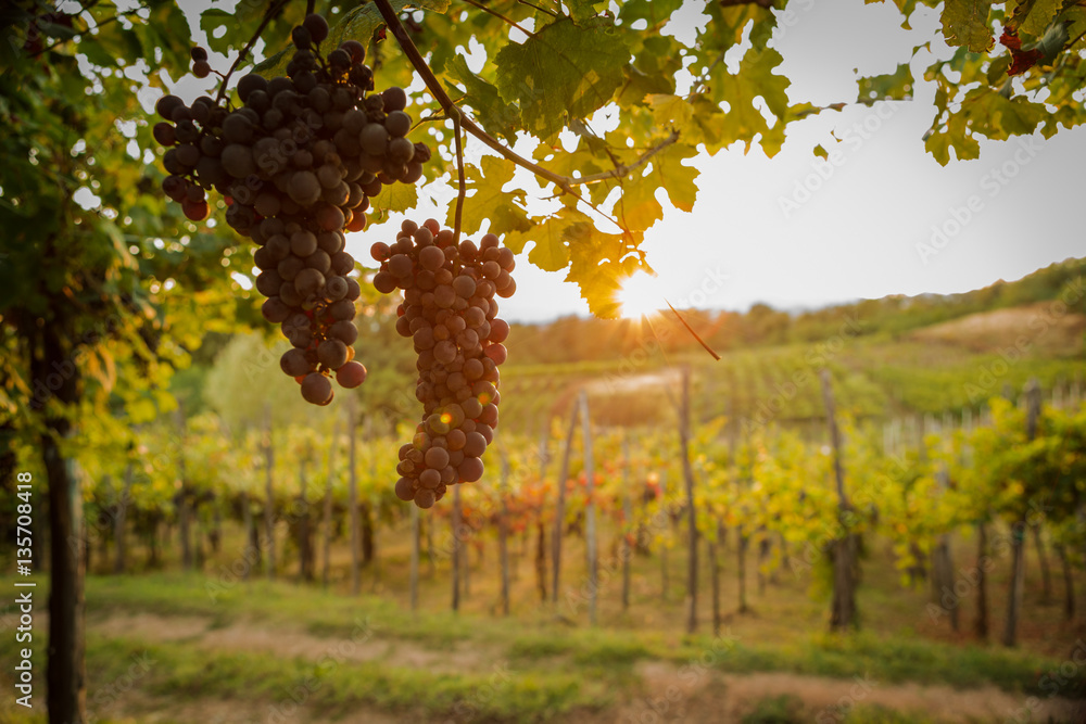 Fototapeta premium sunset summer mature grape vineyard field detail 