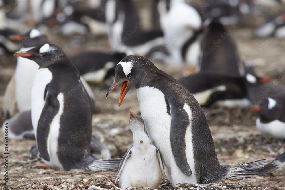 Obraz premium Gentoo Penguin with chick (Pygoscelis papua) stay close together on Bleaker Island in the Falkland Islands