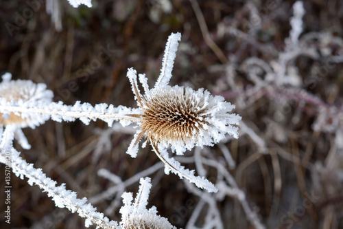 Bur in the frost.  A wild plant in the snow.