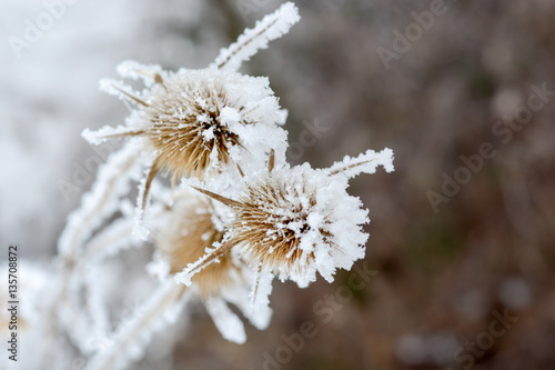 Bur in the frost.  A wild plant in the snow. © radebg