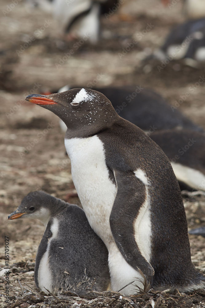 Fototapeta premium Gentoo Penguin with chick (Pygoscelis papua) stay close together on Bleaker Island in the Falkland Islands