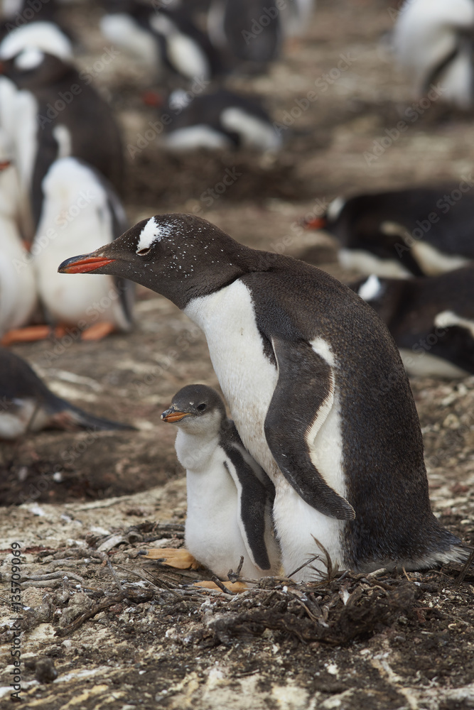 Fototapeta premium Gentoo Penguin with chick (Pygoscelis papua) stay close together on Bleaker Island in the Falkland Islands