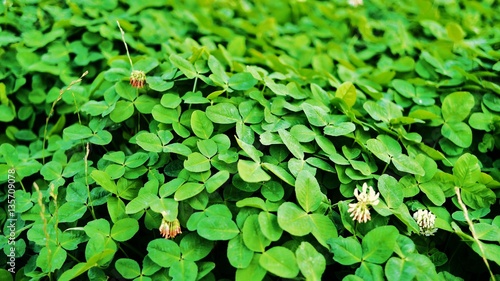 Wallpaper Mural Shamrocks Torontodigital.ca