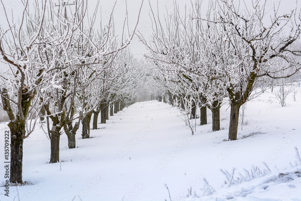 Peach orchard covered with snow in winter,shallow dof Peach orchard covered with snow in winter,shallow dof