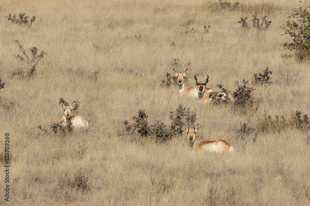Pronghorn Antelope Herd Pronghorn Antelope Herd