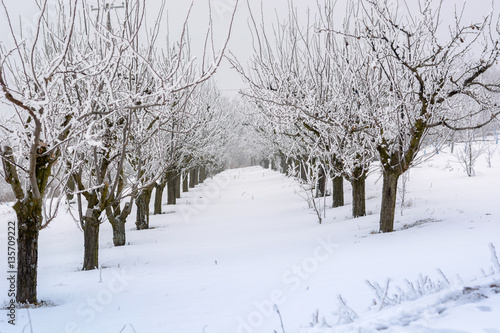 Peach orchard covered with snow in winter,shallow dof © radebg