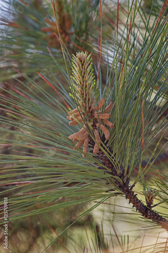 Loblolly pine (Pinus taeda). Called Bull Pine and Old-field Pine also. Pollen cones