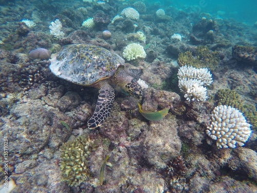 Green turtle with Wrasse, Maldives