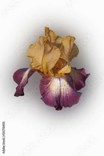 Fototapeta Naklejka Na Ścianę i Meble -  Hybrid German iris (Iris x germanica). Image of flower isolated on white background