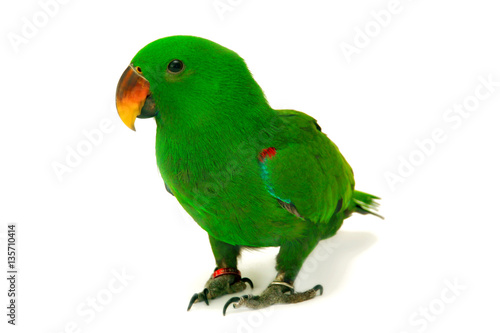 Male Eclectus Parrot, age five months.