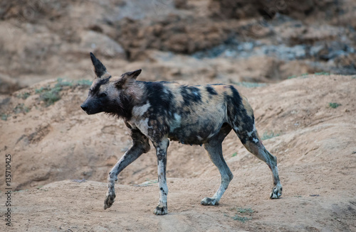 African wild dog in Etosha national park in Namibia South Africa
