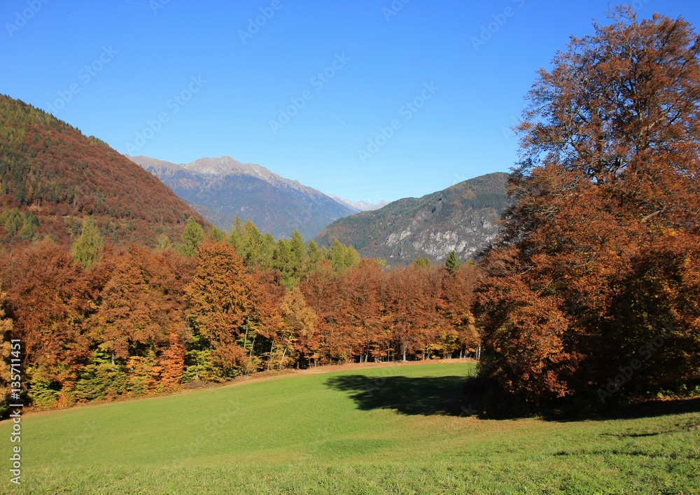 Beechwood, Trentino, Italy