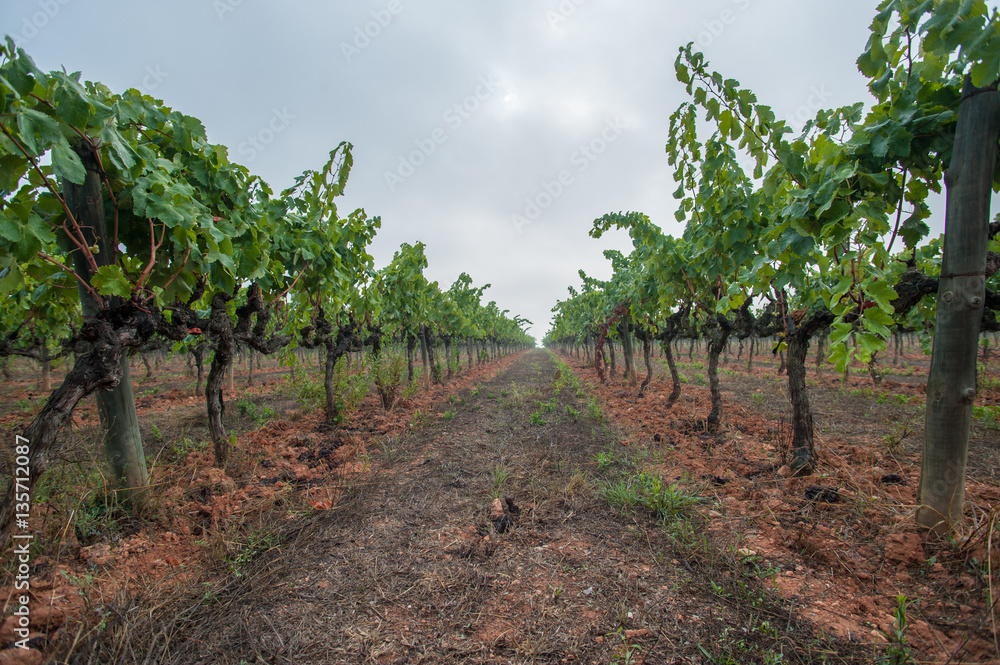 vineyard landscape in spring