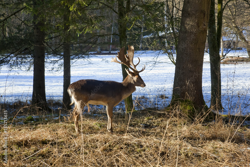 Hirsch auf der Lichtung im Winter Hirsch auf der Lichtung im Winter