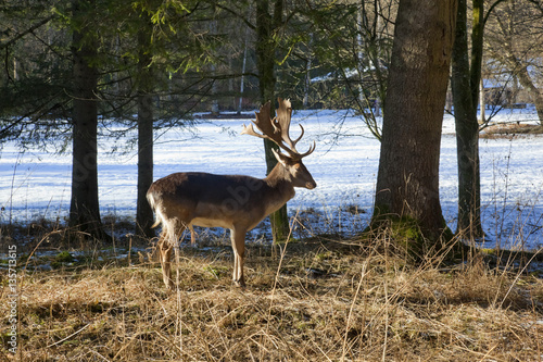 Hirsch auf der Lichtung im Winter