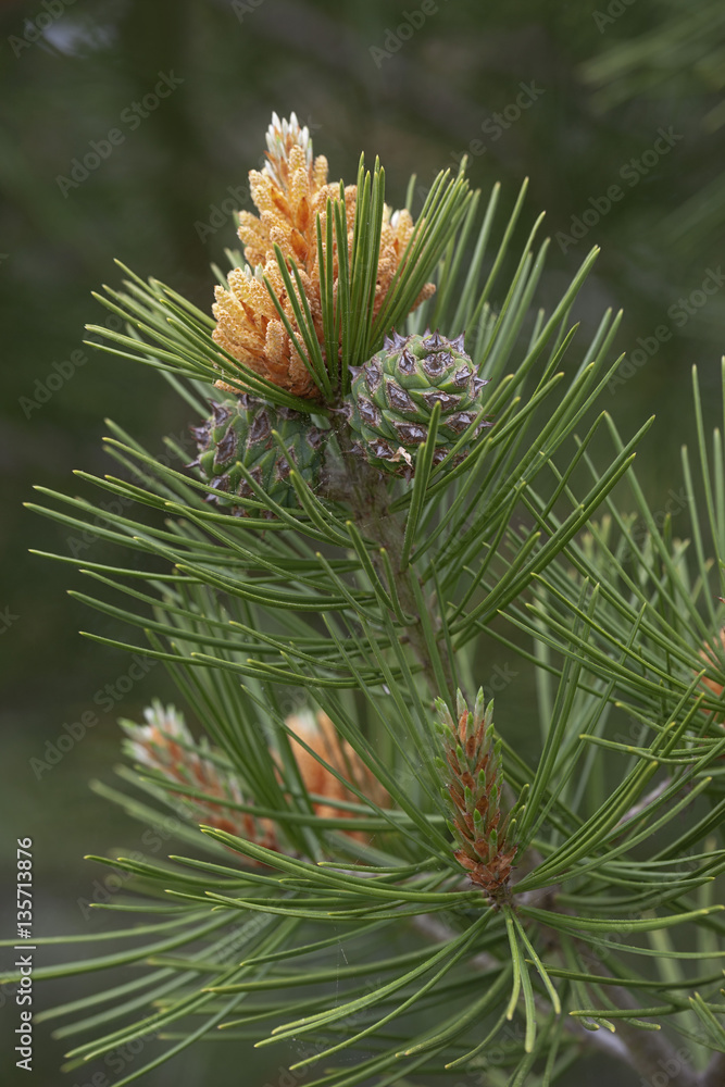Lace-bark pine (Pinus bungeana). Pollen cones and seed ones Lace-bark pine (Pinus bungeana). Pollen cones and seed ones