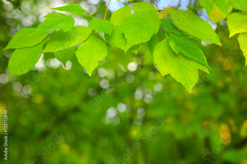 Spring background with green leaves.