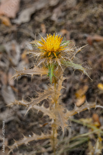 Planta espinosa