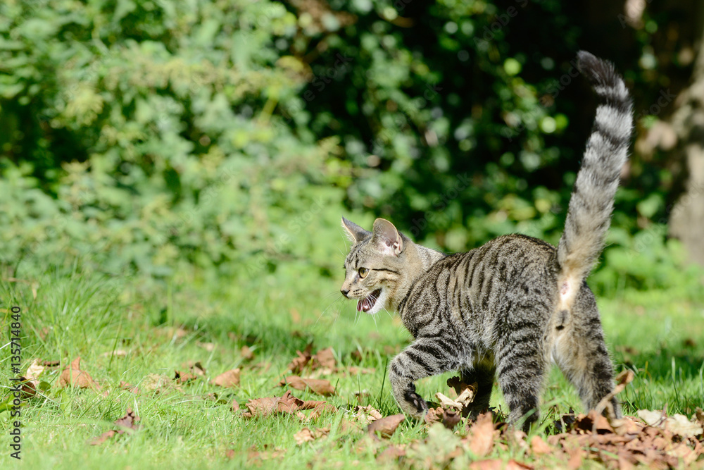 Kitten running on the meadow in the leaves