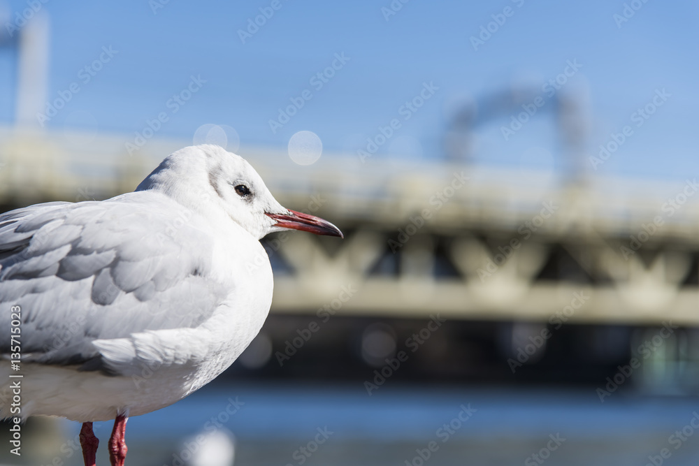 Obraz premium カモメ