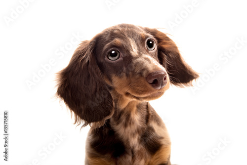 Small dachshund dog
